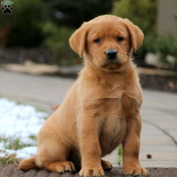 Labrador Retriever – Fox Red Puppy