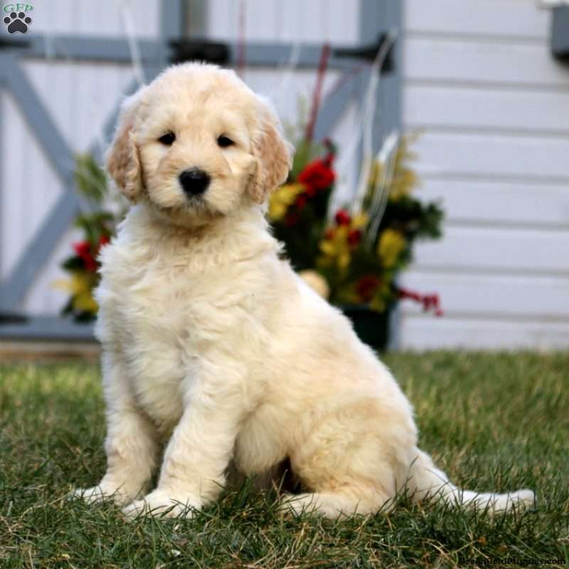 Goldendoodle Puppies For Sale | Greenfield Puppies