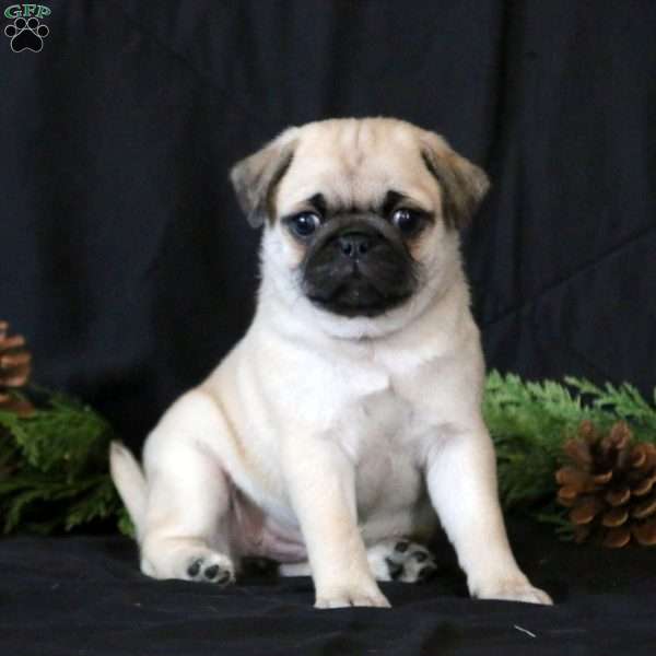 Pug Puppy