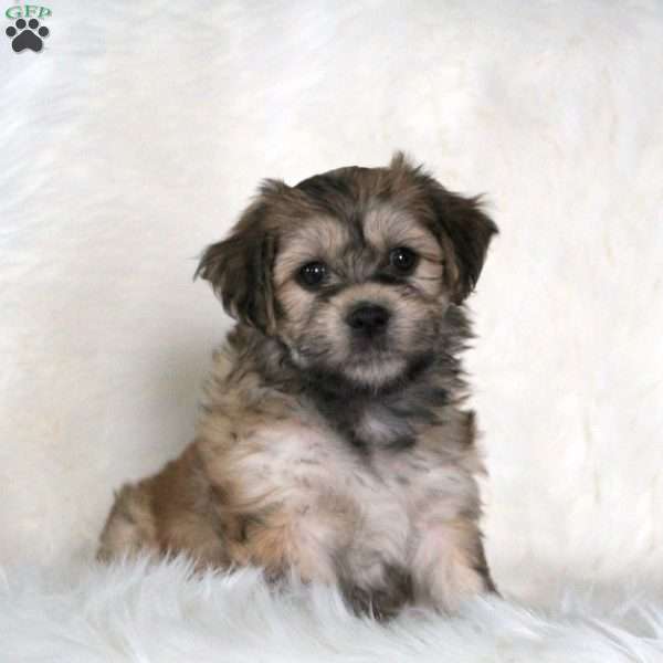 Havanese Puppy