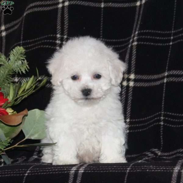 Bichon Frise Puppy