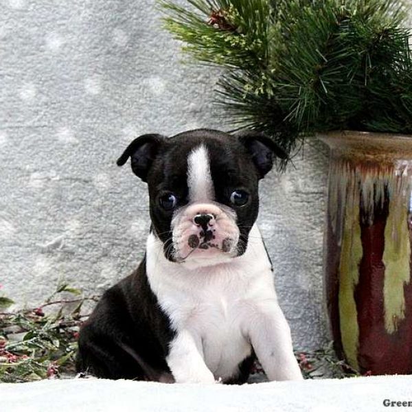 Boston Terrier Puppy