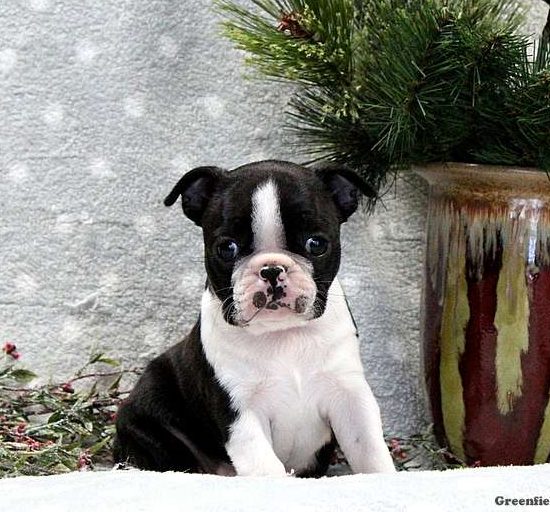 are male or female boston terriers more affectionate