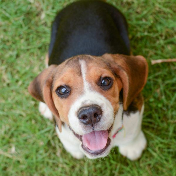 beagle puppy sitting in grass and looking up at the camera