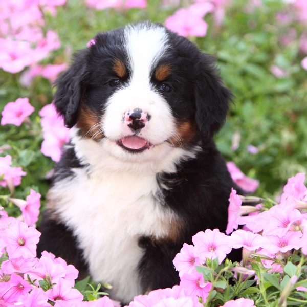 bernese mountain dog puppy sitting in a patch of pink flowers