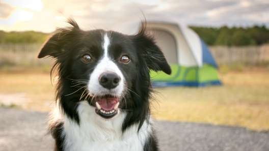 7 Tips for Camping With Your Dog
