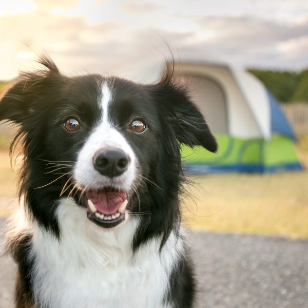 border collie with tent in the background