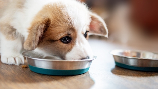 How Often to Feed a Puppy