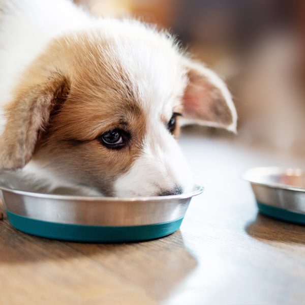 corgi puppy eating from a bowl