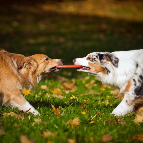 golden retriever and australian shepherd playing with a frisbee