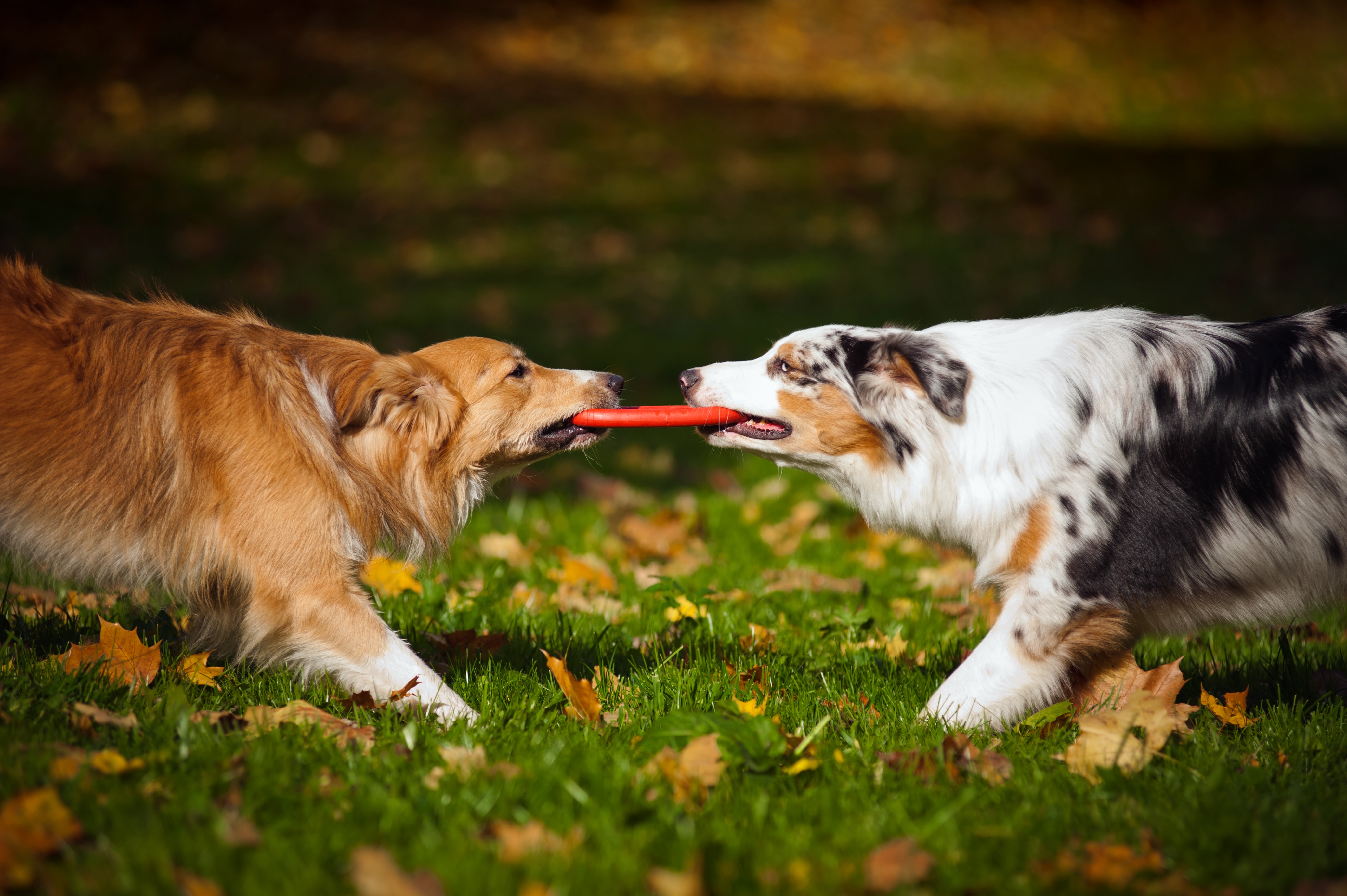 how can you tell if puppies are playing or fighting