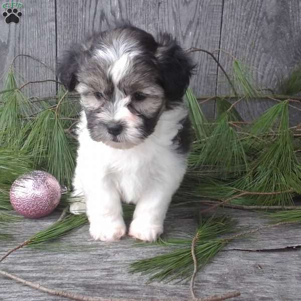 Mia, Havashire Puppy