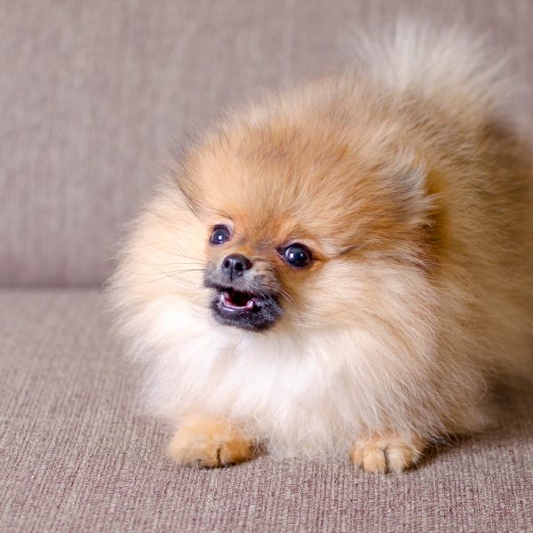 small pomeranian puppy sitting on a couch and barking