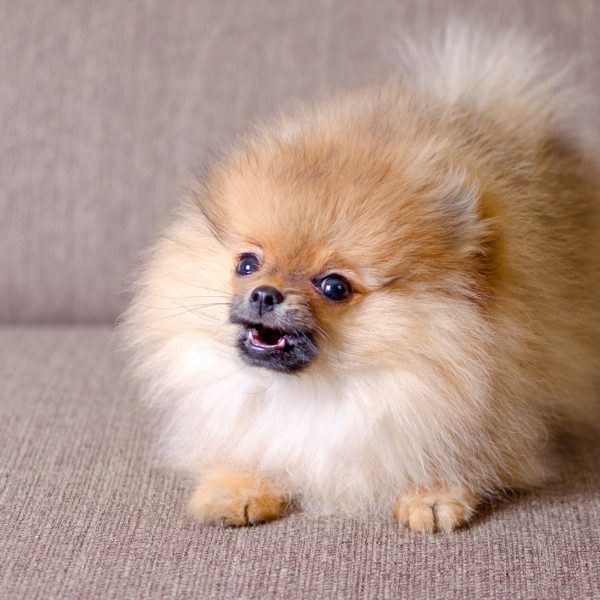 is pomeranian dangerous