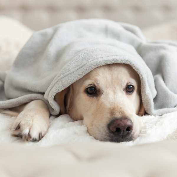 young golden retriever under a gray blanket