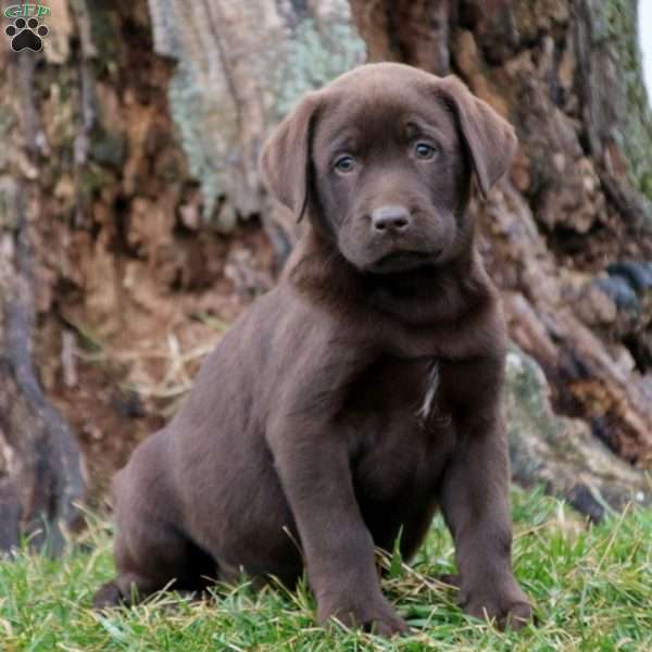 Labrador Retriever – Chocolate Puppy