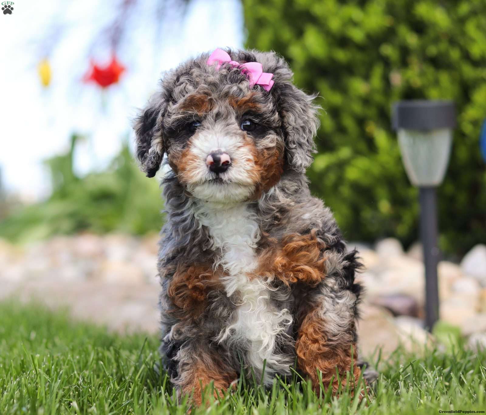Australian Mountain Doodle Puppies for Sale - Greenfield Puppies
