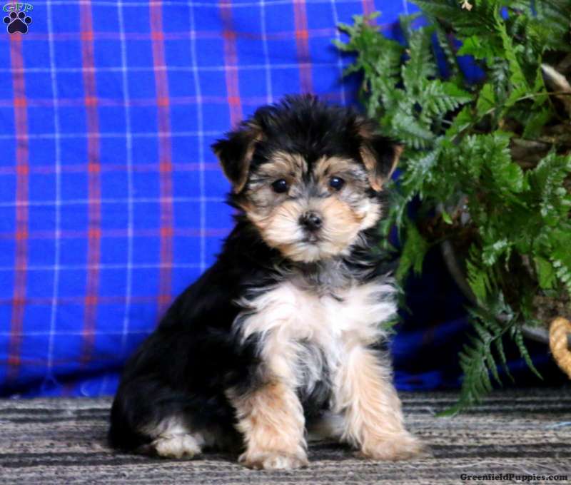 are morkies good family dogs