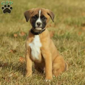 Akita Mix Puppies For Sale | Greenfield Puppies