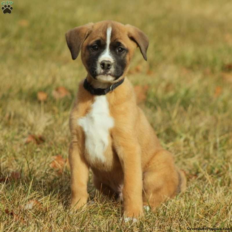 Akita Mix Puppies For Sale | Greenfield Puppies