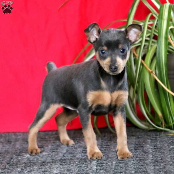 Miniature Pinscher Puppy