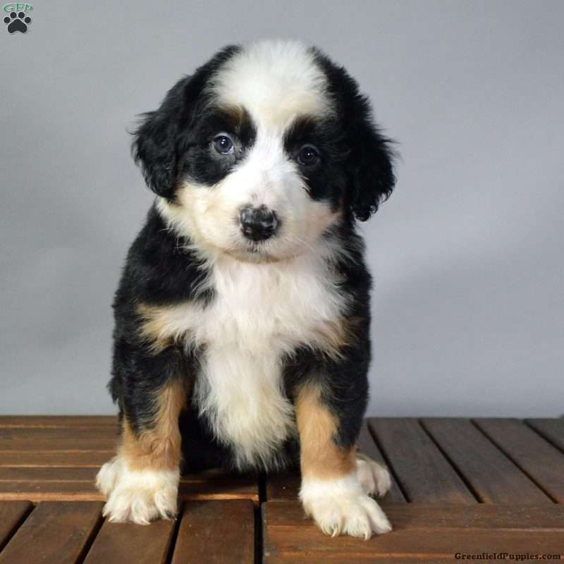 Australian Mountain Doodle Puppies for Sale Greenfield Puppies