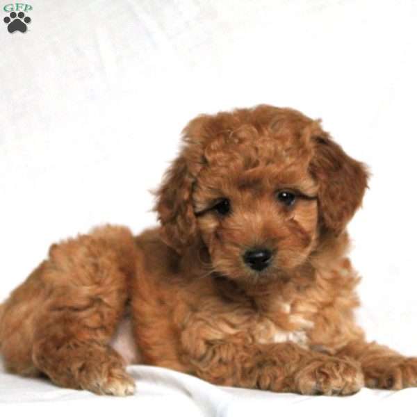 Miniature Poodle Puppy