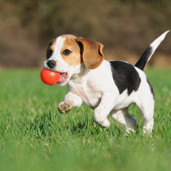 cachorro beagle com uma bola na boca correndo na grama