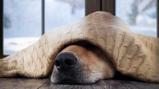 9 Dog Breeds That Hate Winter