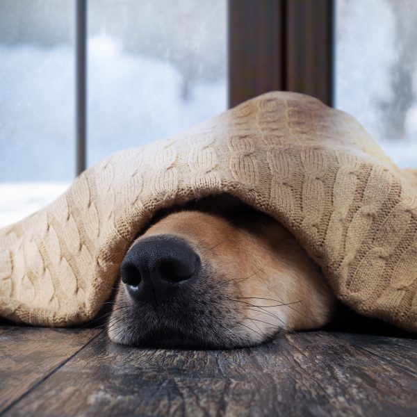 dog hiding under a blanket with only their nose sticking out