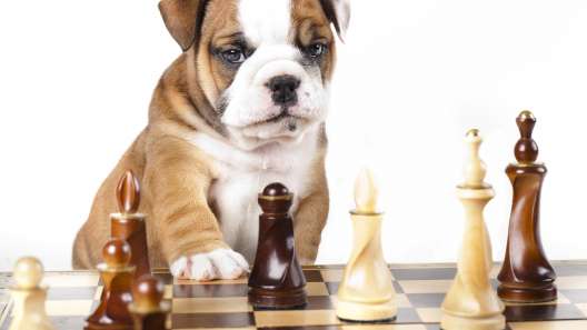 Is Your Dog Smart? 9 Signs of Dog Intelligence