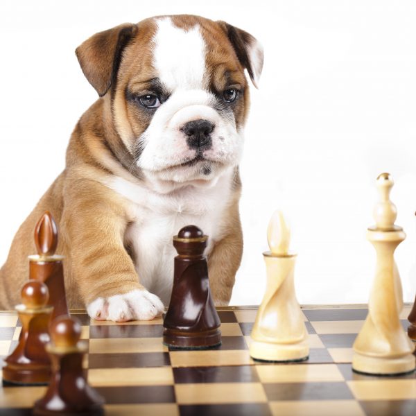 english bulldog puppy sitting by a chess board