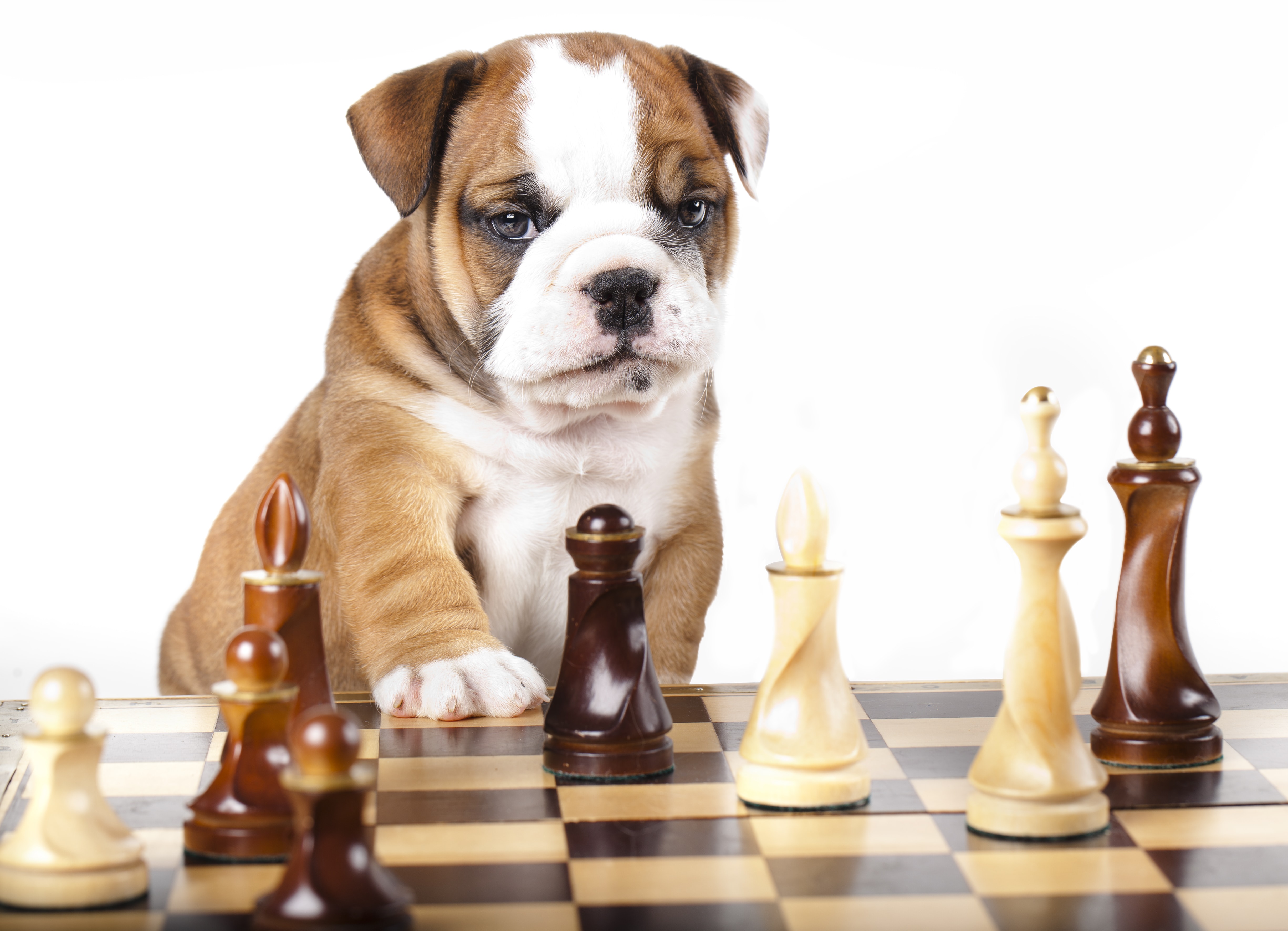 How Smart Is Your Dog? Here's How to Tell