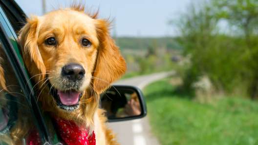 Utah Dog-Friendly Travel Guide