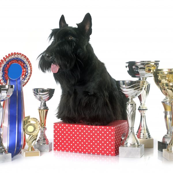 scottish terrier posing with trophies
