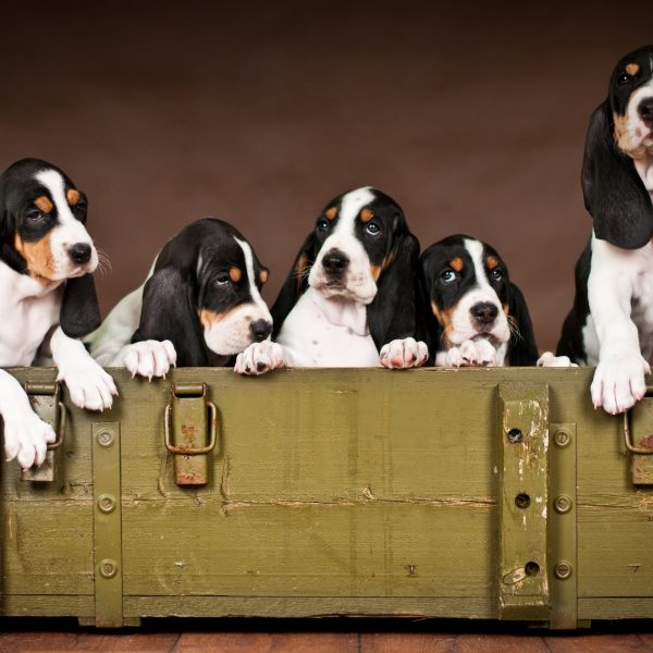 swiss bernese hound dog puppies in a box