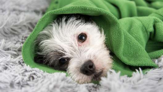 16 Common Health Problems in Dogs