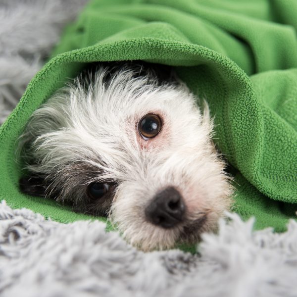 terrier mix wrapped in a green blanket