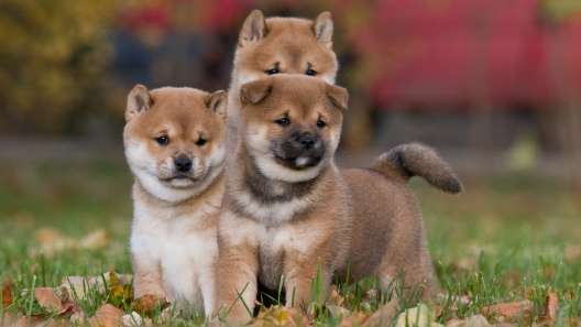 Shiba inu clearance puppy kaufen