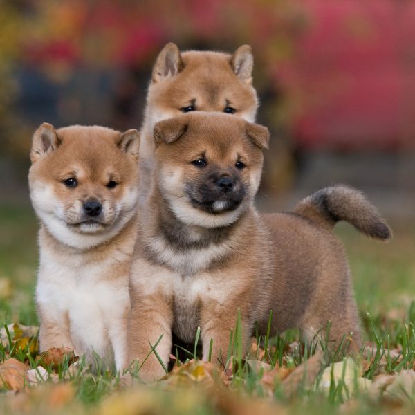 três filhotes de shiba inu em pé na grama