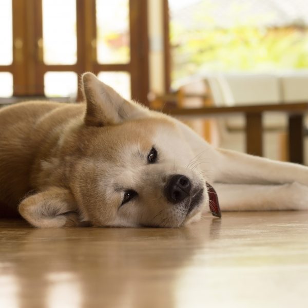 tired akita falling asleep on the floor