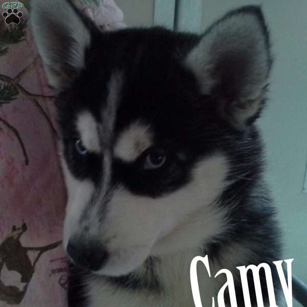 Camy, Siberian Retriever/Huskador Puppy
