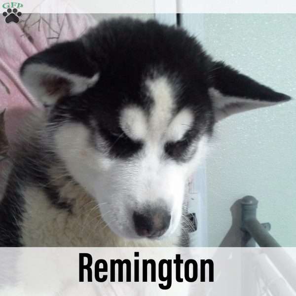 Remington, Siberian Retriever/Huskador Puppy