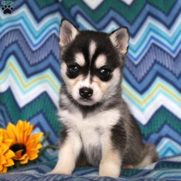 what is a alaskan klee kai mixed with