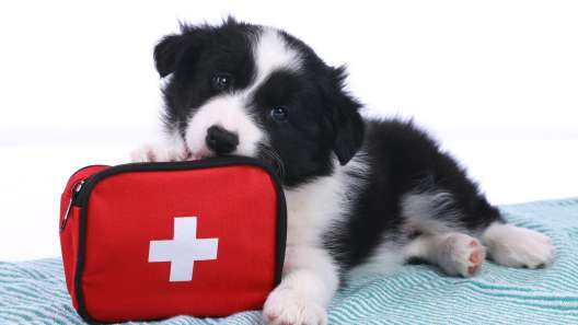 22 Things to Include in Your Dog First Aid Kit