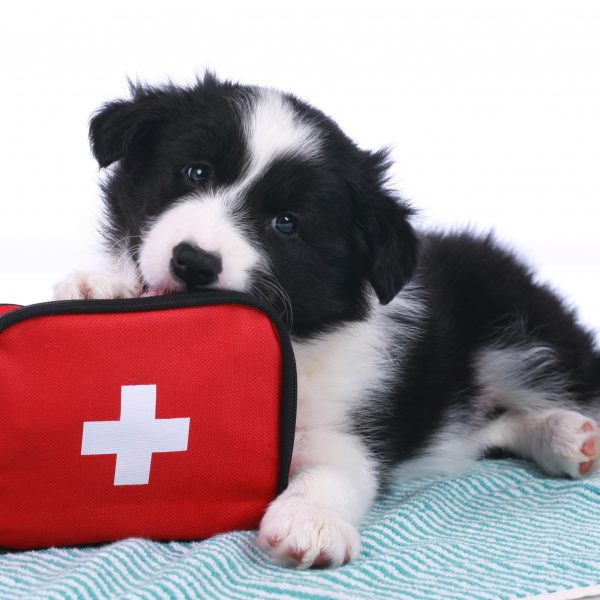 border collie puppy lying next to a first aid kit