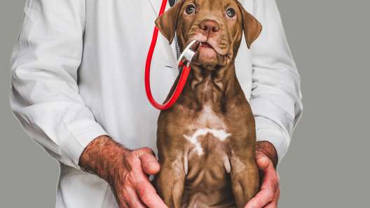 7 Ways to Thank Your Veterinarian