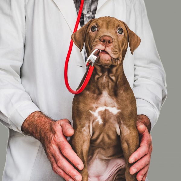 brown puppy at the vet