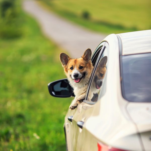 cachorro corgi enfiando a cabeça para fora de um carro
