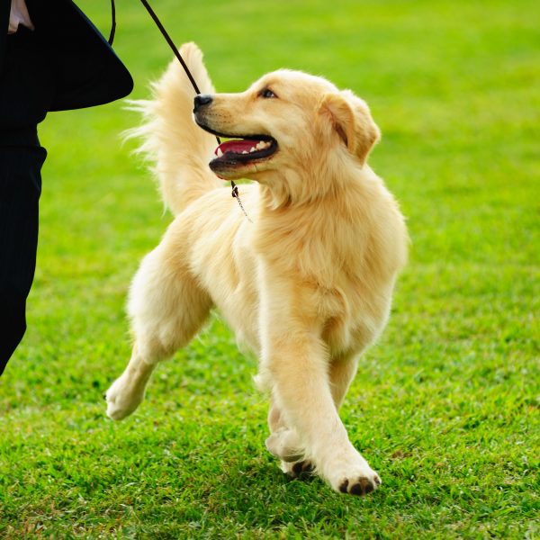 golden retriever trotting next to their handler